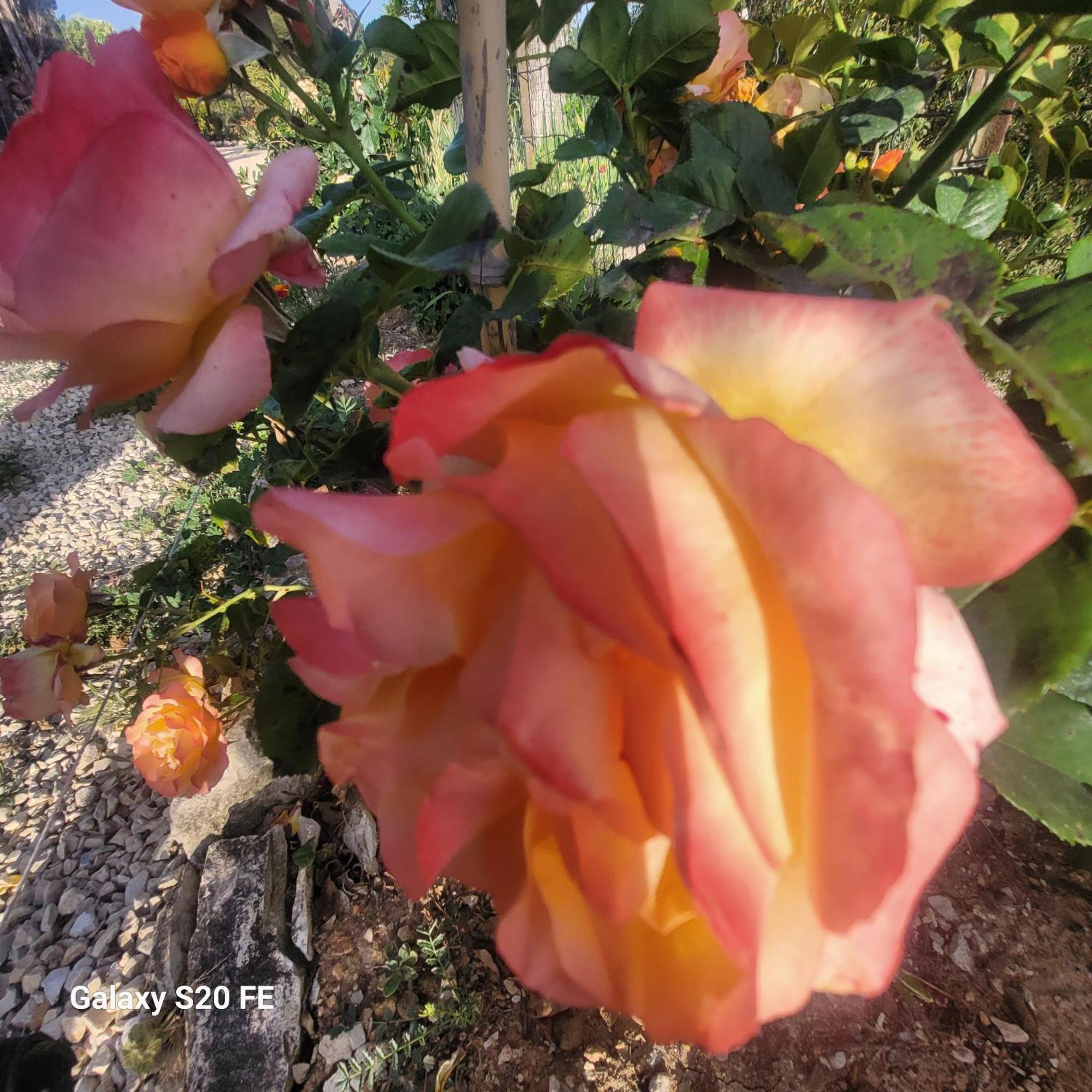 Le Jardin Des Oliviers Apartment Apt Exterior foto